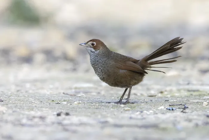 Framed Print : Rufous Bristlebird (Dasyornis broadbenti) perched on the ground