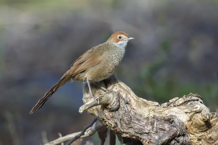 Framed Print : Rufous Bristlebird (Dasyornis broadbenti) perched on an old trunk