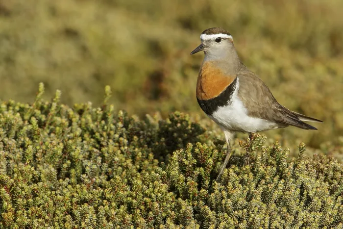 Framed Print : Rufous-chested Dotterel (Charadrius modestus) on the ground in the Falkland Islands