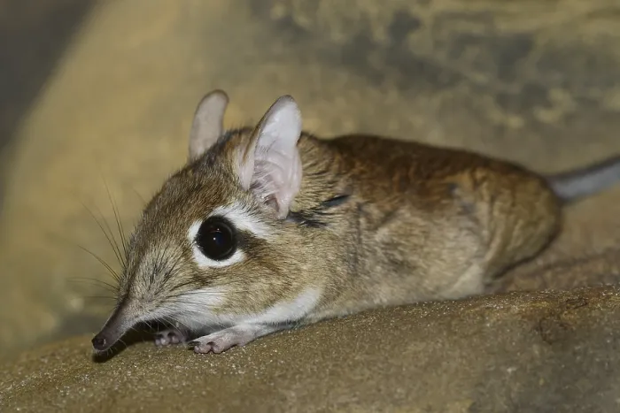 Framed Print : Rufous elephant shrew (Galegeeska rufescens)