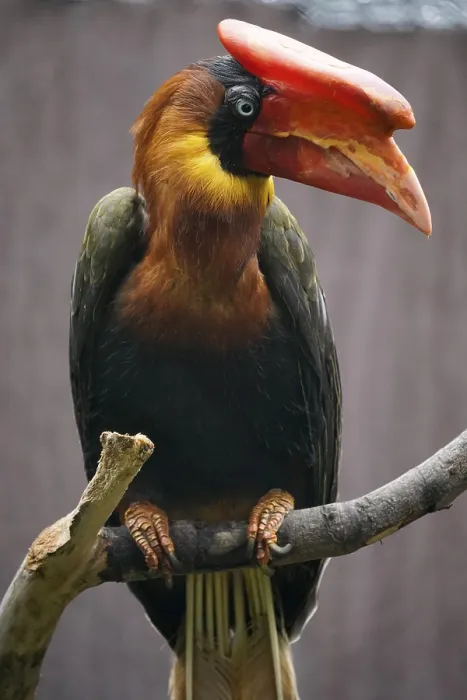 Framed Print : Rufous hornbill (Buceros hydrocorax)