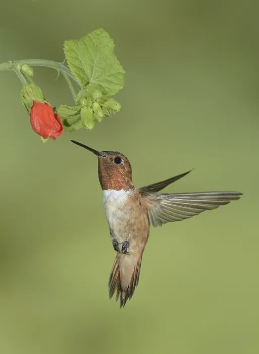 Framed Print : Rufous Hummingbird (Selasphorus rufus)