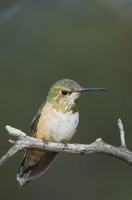 Framed Print : Rufous Hummingbird (Selasphorus rufus) Framed Print : Rufous Hummingbird (Selasphorus rufus)
