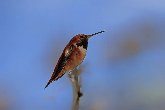 Framed Print : Rufous hummingbird (Selasphorus rufus)