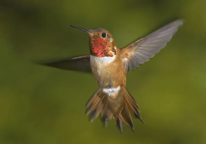 Framed Print : Rufous Hummingbird (Selasphorus rufus) male Framed Print : Rufous Hummingbird (Selasphorus rufus) male