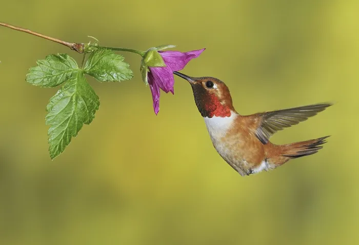 Framed Print : Rufous Hummingbird (Selasphorus rufus) male Framed Print : Rufous Hummingbird (Selasphorus rufus) male