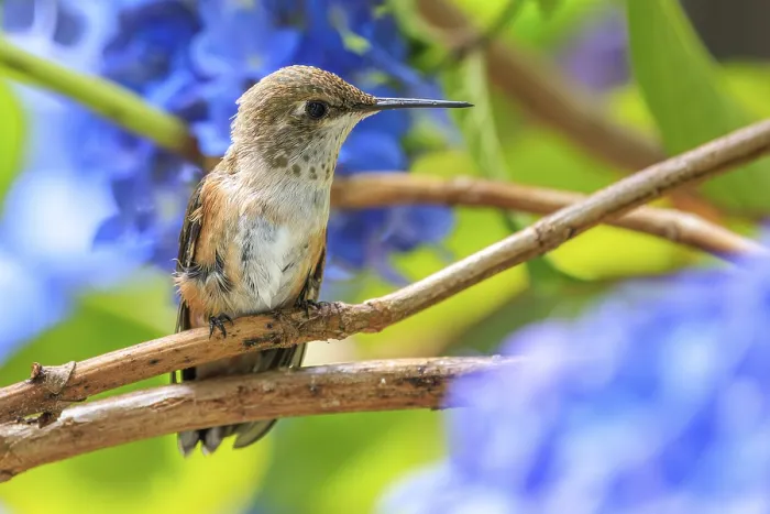 Framed Print : A Rufous hummingbird (Selasphorus rufus) perched on a branch surrounded by blue hydrangea flowers