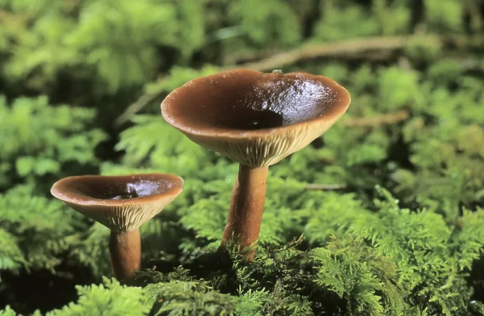 Framed Print : Rufous Milkcap or Red Hot Milk Cap mushroom (Lactarius rufus) Framed Print : Rufous Milkcap or Red Hot Milk Cap mushroom (Lactarius rufus)