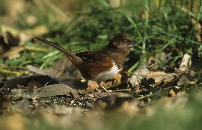 Framed Print : Rufous-sided Towhee, Rufous-sided Towhee