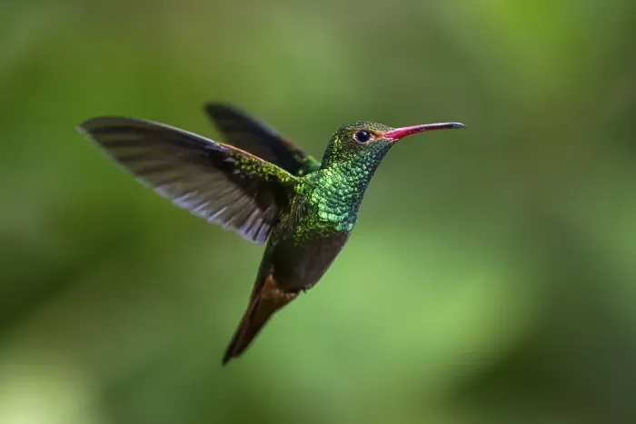Framed Print : Rufous-tailed Hummingbird (Amazilia tzacatl) Framed Print : Rufous-tailed Hummingbird (Amazilia tzacatl)