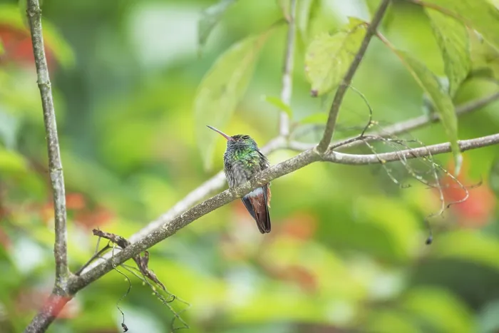 Framed Print : Rufous-tailed hummingbird (Amazilia tzacatl) on branch Framed Print : Rufous-tailed hummingbird (Amazilia tzacatl) on branch