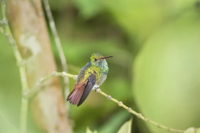 Framed Print : Rufous-tailed hummingbird (Amazilia tzacatl) on branch