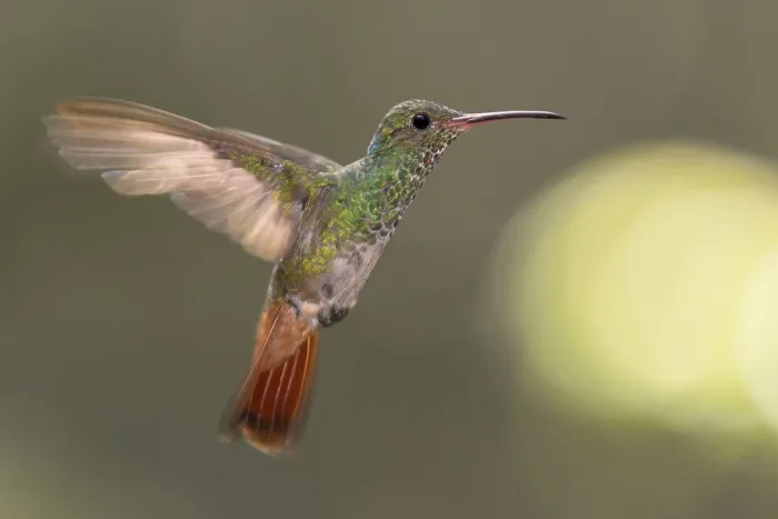 Framed Print : Rufous-tailed Hummingbird (Amazilia tzacatl) flying