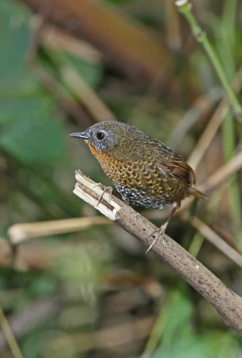 Framed Print : Rufous-throated Wren-babbler, Rufous-throated Wren-babbler Framed Print : Rufous-throated Wren-babbler, Rufous-throated Wren-babbler