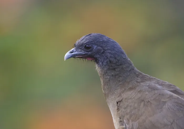 Framed Print : Rufous-vented Chachalaca (Ortalis ruficauda ruficauda)