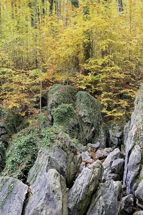 Framed Print : Rugged boulders covered with ivy (Hedera helix) Framed Print : Rugged boulders covered with ivy (Hedera helix)