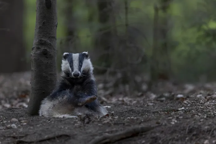 Framed Print : As a rule, badgers (Meles meles) begin intensive grooming