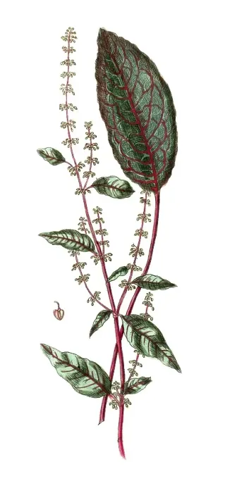 Framed Print : Rumex sanguineus, grove dock, digital reproduction of a historical original