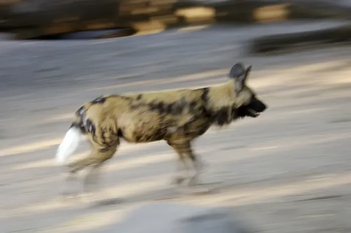 Framed Print : Running African Wilddog Lycaon pictus