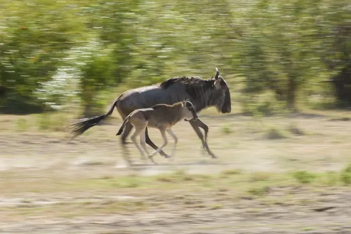 Framed Print : Running Blue Wildebeest (Connochaetes taurinus) with calf