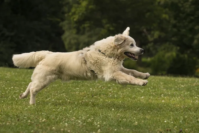 Framed Print : Running Golden Retriever