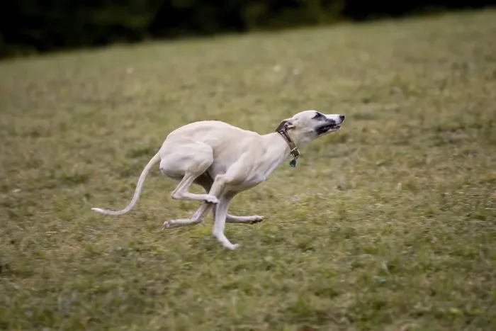 Framed Print : Running greyhound, whippet
