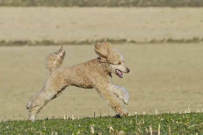 Framed Print : Running large apricot poodle, giant poodle