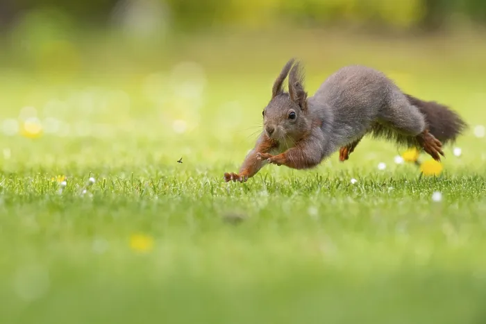 Framed Print : Running squirrel (ciurus vulgaris) Framed Print : Running squirrel (ciurus vulgaris)