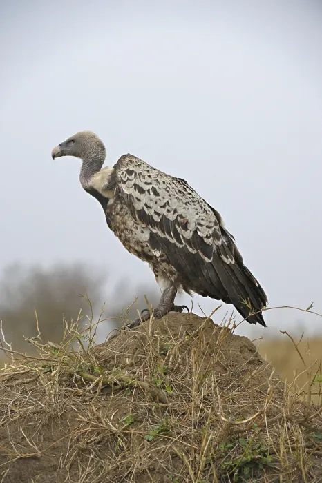 Framed Print : Ruppell's Griffon, Ruppell's Vulture (Gyps rueppellii) on a mound Framed Print : Ruppell's Griffon, Ruppell's Vulture (Gyps rueppellii) on a mound