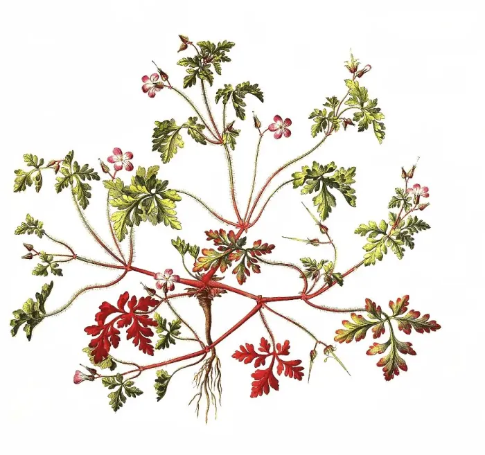 Framed Print : Ruprechtskraut, also herb robert (Geranium robertianum) or Stinking Cranesbill Framed Print : Ruprechtskraut, also herb robert (Geranium robertianum) or Stinking Cranesbill