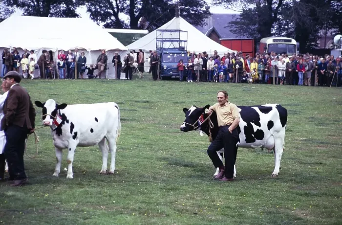 Framed Print : Rural agricultural show, presumably in Biggar, Scotland, United Kingdom, 1974 a man stands his cow with the winning rosette, Europe Framed Print : Rural agricultural show, presumably in Biggar, Scotland, United Kingdom, 1974 a man stands his cow with the winning rosette, Europe