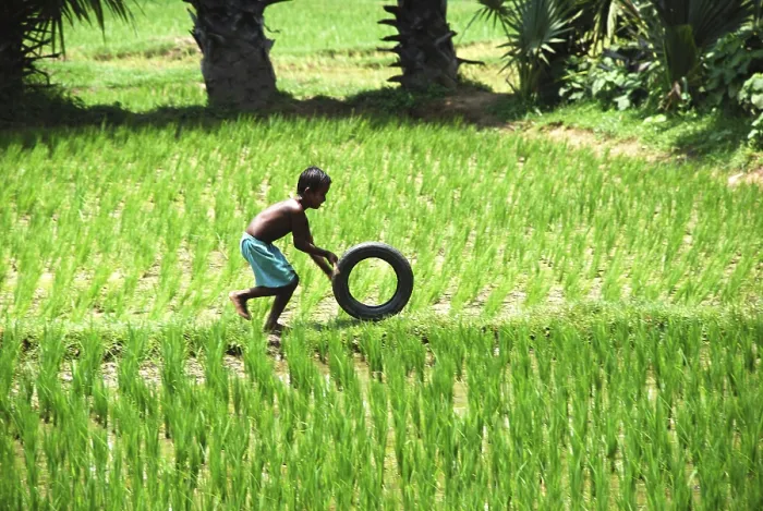 Framed Print : Rural boy playing with tire in rice field