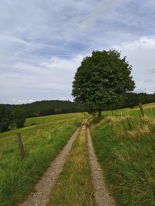 Framed Print : A rural dirt road snakes past a lonely tree through green meadows under a cloudy sky