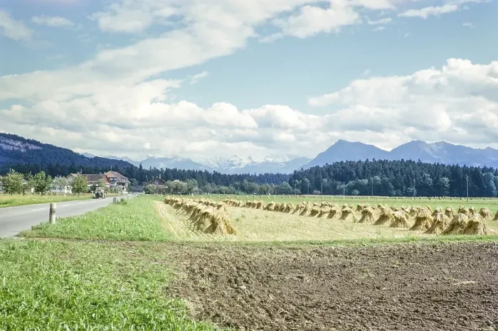 Framed Print : Rural landscape with hay drying, view of the Bernese Alps, Oppligen, Canton of Bern, Switzerland, Europe, 1963, Europe