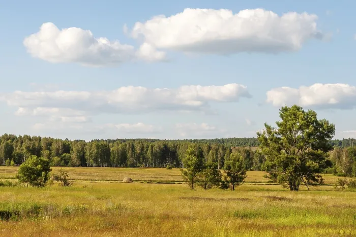Framed Print : Rural landscape, meadow with sparse trees Framed Print : Rural landscape, meadow with sparse trees