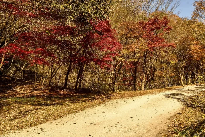 Framed Print : Rural mountain road lined with trees in beautiful autumn colors in South Korea