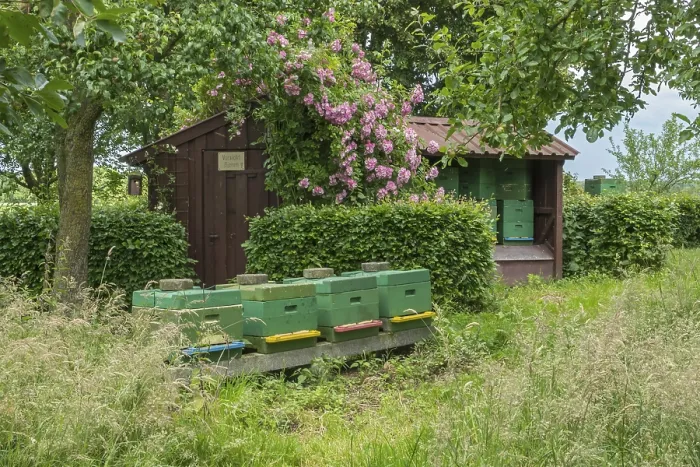 Framed Print : A rural scene with green beehives in front of a wooden hut Framed Print : A rural scene with green beehives in front of a wooden hut