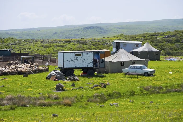 Framed Print : Rural scene with vehicles, flock of sheep and tents in a meadow Framed Print : Rural scene with vehicles, flock of sheep and tents in a meadow