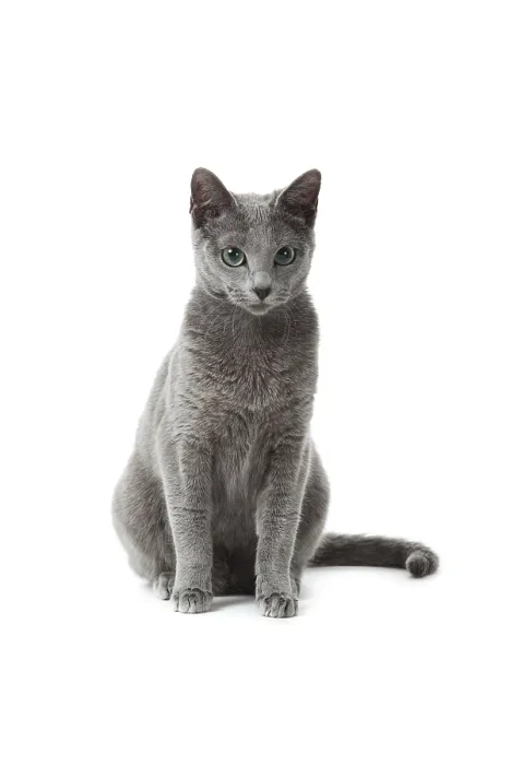Framed Print : Russian Blue cat Framed Print : Russian Blue cat