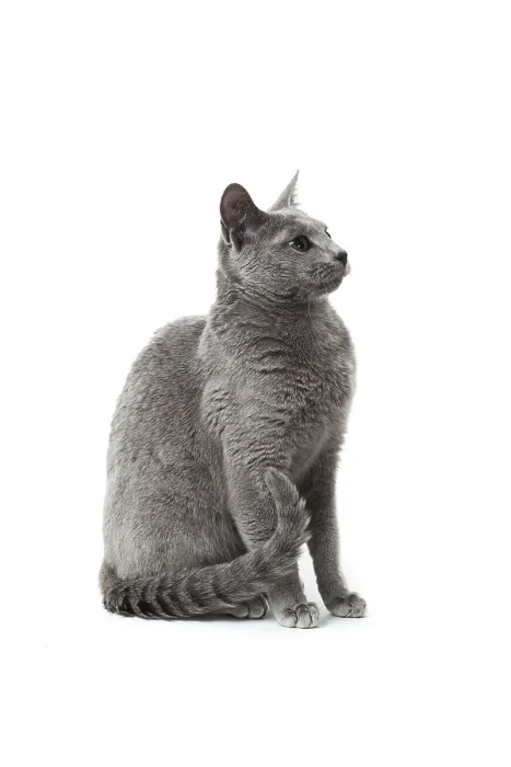Framed Print : Russian Blue cat Framed Print : Russian Blue cat