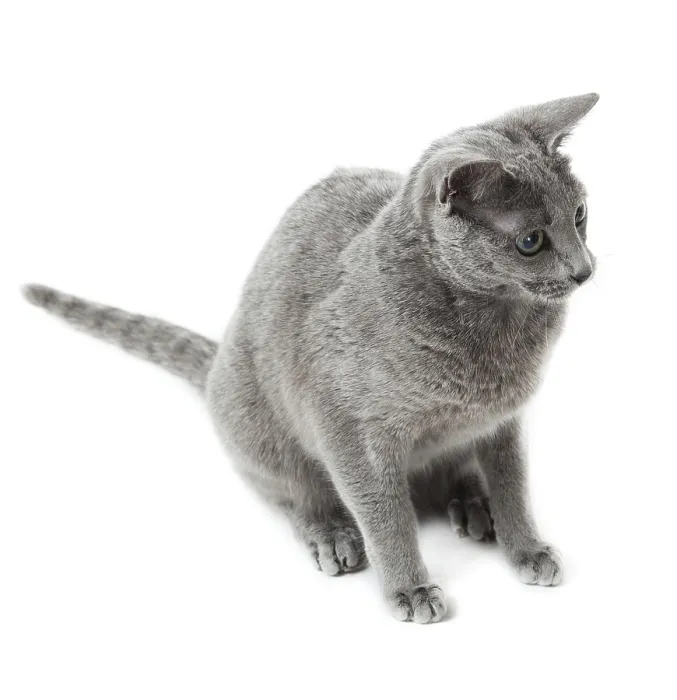 Framed Print : Russian Blue cat