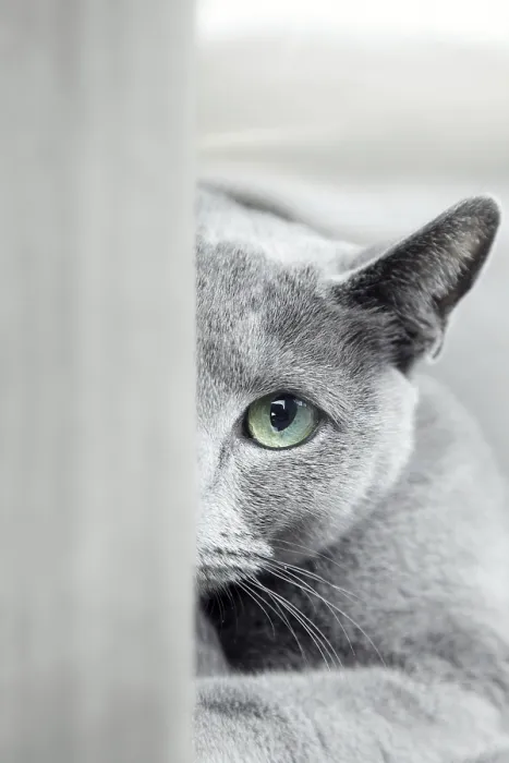 Framed Print : Russian blue cat with green eyes hiding indoors Framed Print : Russian blue cat with green eyes hiding indoors