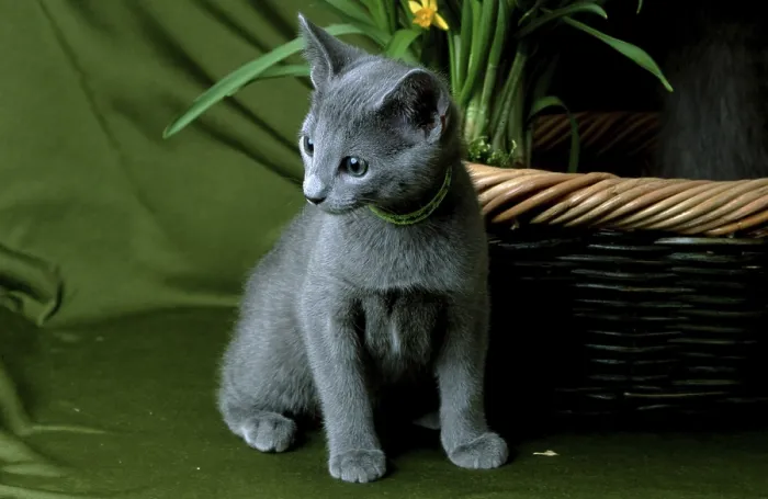 Framed Print : Russian blue cat, kitten Framed Print : Russian blue cat, kitten