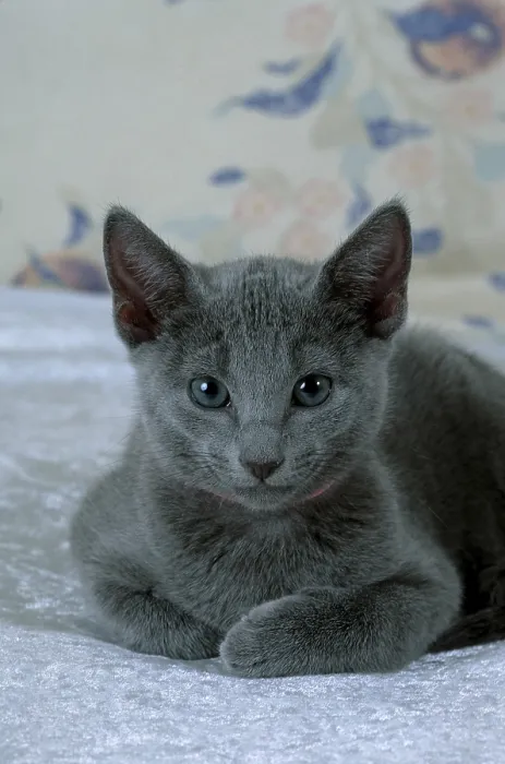 Framed Print : Russian blue cat, kitten