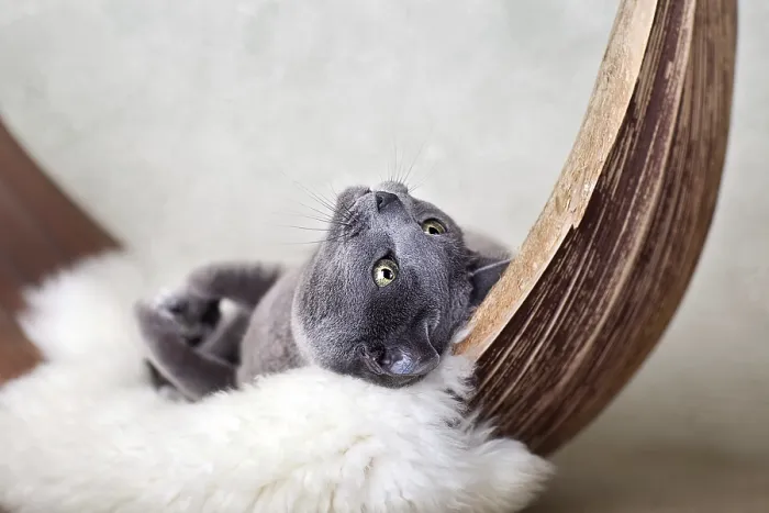 Framed Print : Russian Blue Cat on Lambskin in Palm Leaf Framed Print : Russian Blue Cat on Lambskin in Palm Leaf