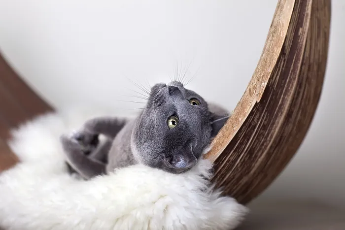 Framed Print : Russian Blue Cat on Lambskin in Palm Leaf Framed Print : Russian Blue Cat on Lambskin in Palm Leaf