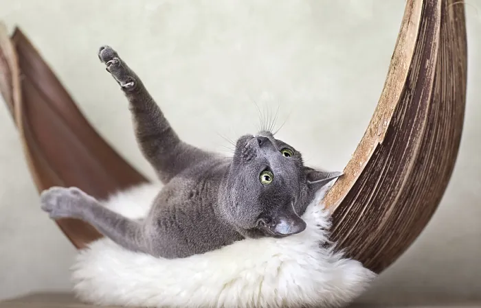 Framed Print : Russian Blue Cat on Lambskin in Palm Leaf