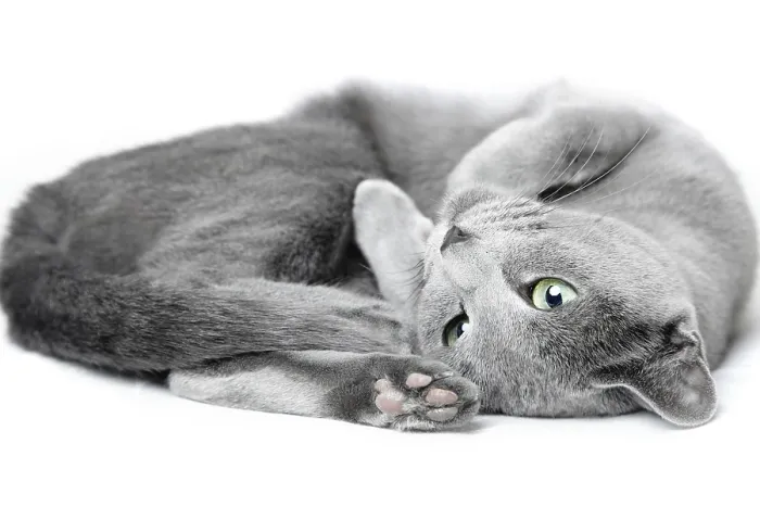 Framed Print : Russian blue cat laying and pampering on a white background
