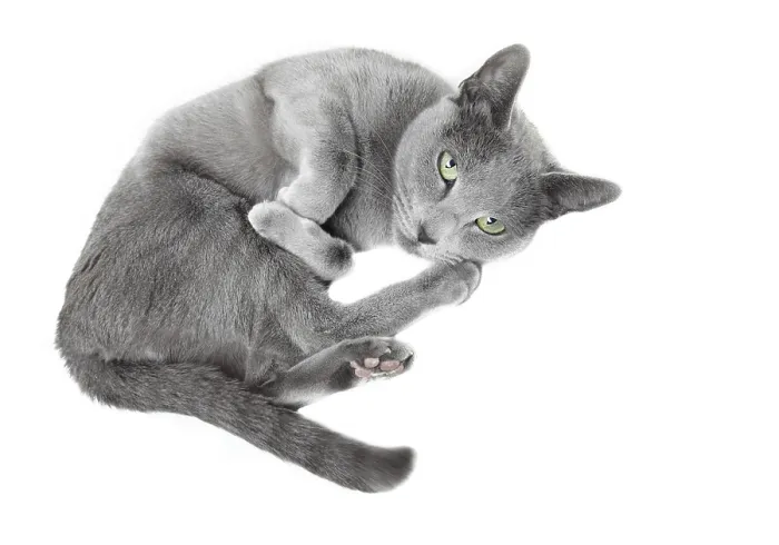Framed Print : Russian blue cat laying on a white background Framed Print : Russian blue cat laying on a white background