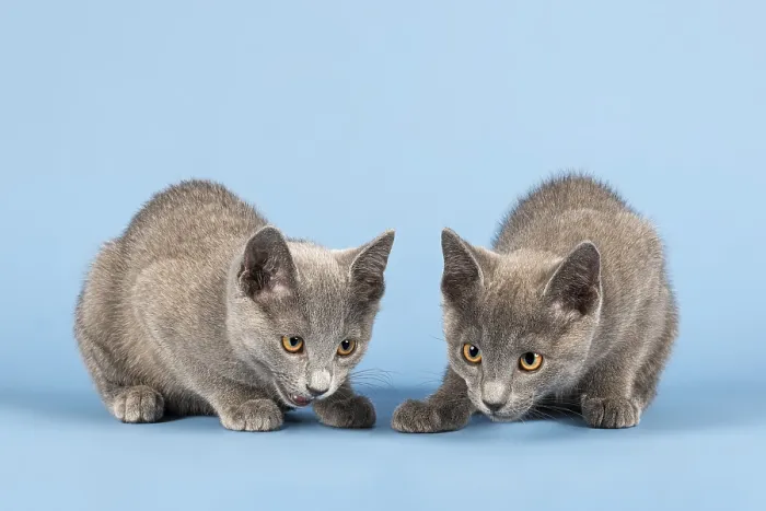 Framed Print : Two Russian Blue Kitten, 10 weeks